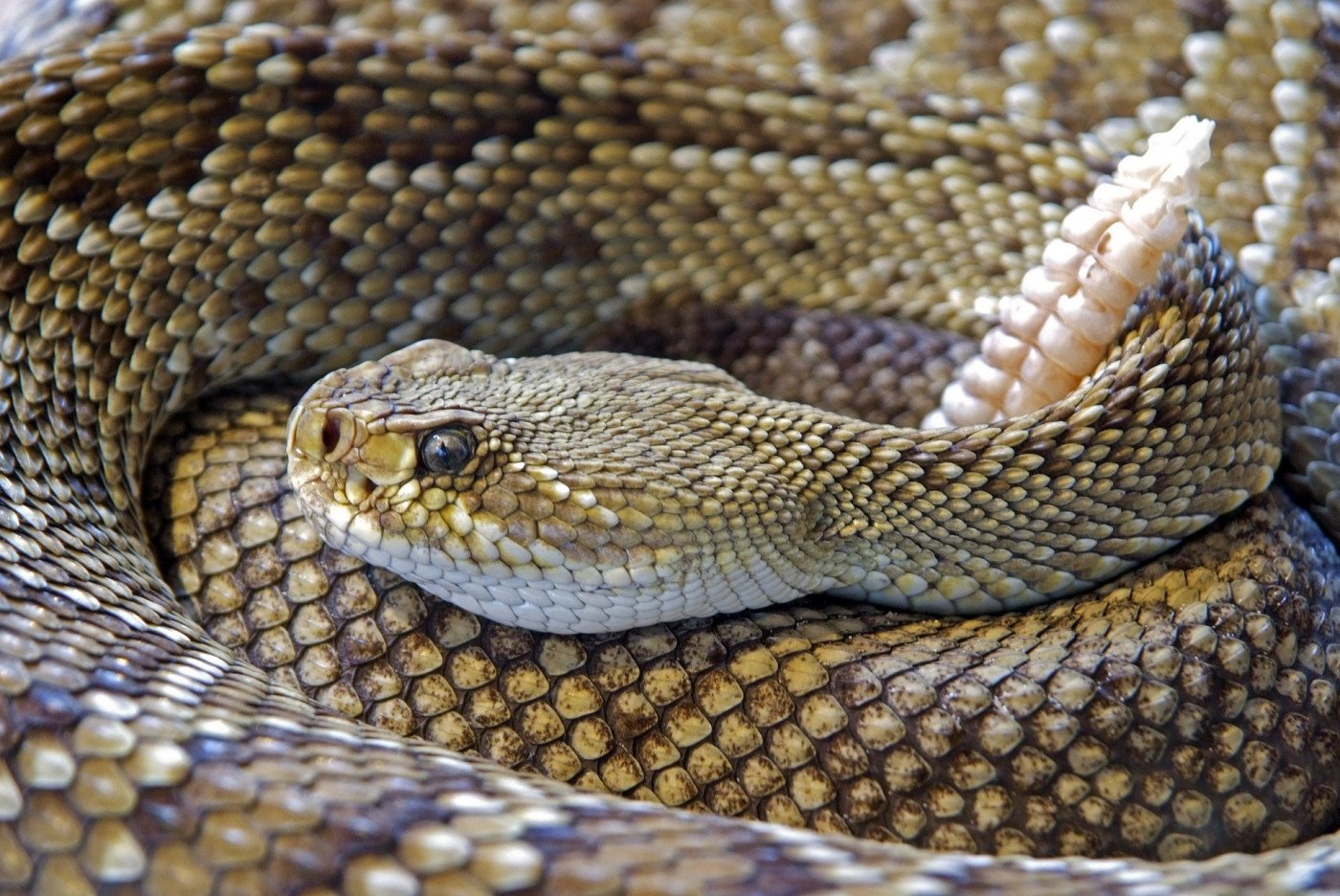 CRIANDO COBRAS NO QUINTAL